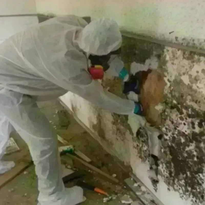 Mold Remediation and Removal in Princeton Junction, NJ